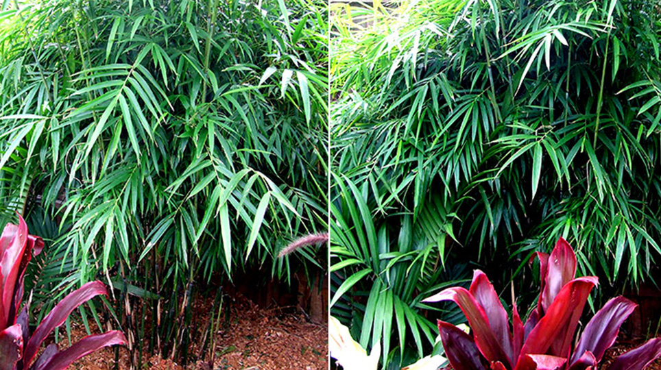 Khasia Bamboo available at Bamboo South Coast Exotic Plant Nursery