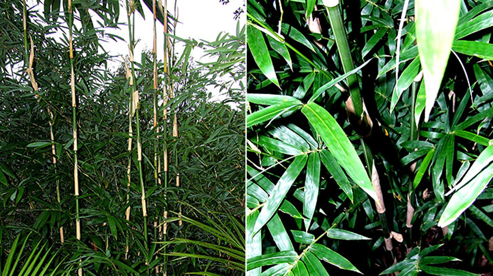 Goldstripe Bamboo available at Bamboo South Coast Exotic Plant Nursery