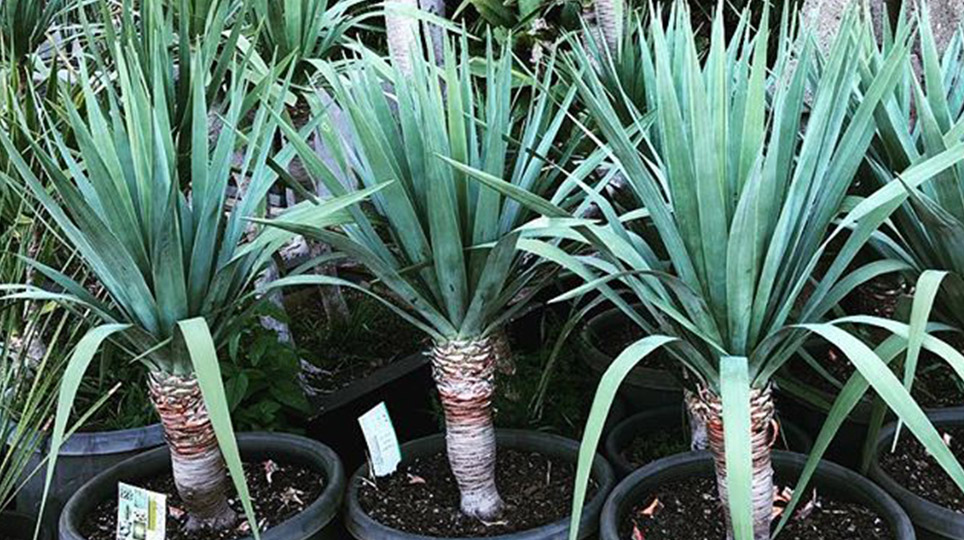 Yuccas at our Exotic Nursery - Bamboo South Coast Exotic Plant Nursery