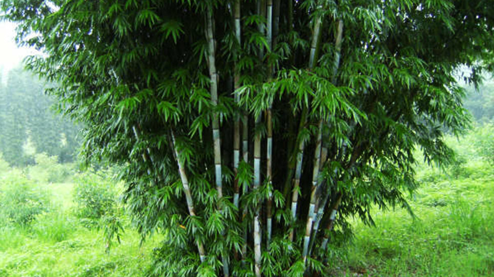 Bamboo range available at Bamboo South Coast Exotic Plant Nursery