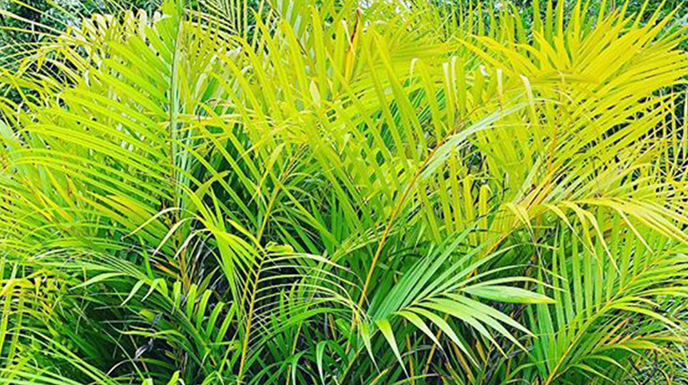 Palms available at Bamboo South Coast Exotic Plant Nursery