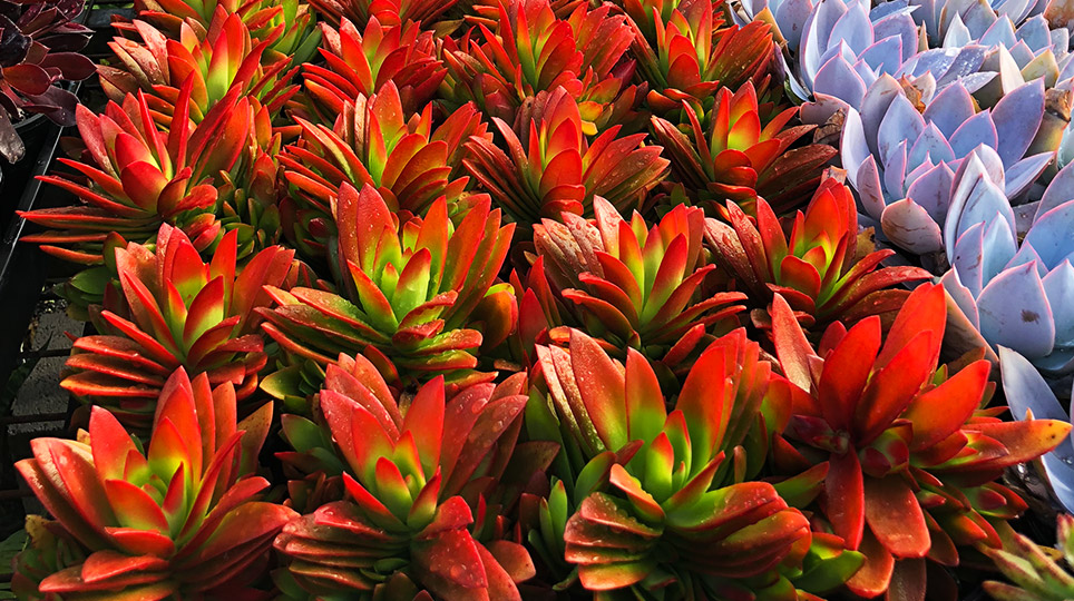 Succulents at our Exotic Nursery - Bamboo South Coast Exotic Plant Nursery