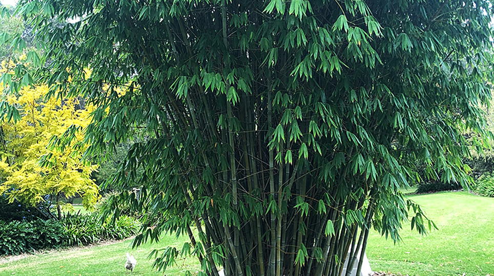 White Ghost Bamboo available at Bamboo South Coast Exotic Plant Nursery