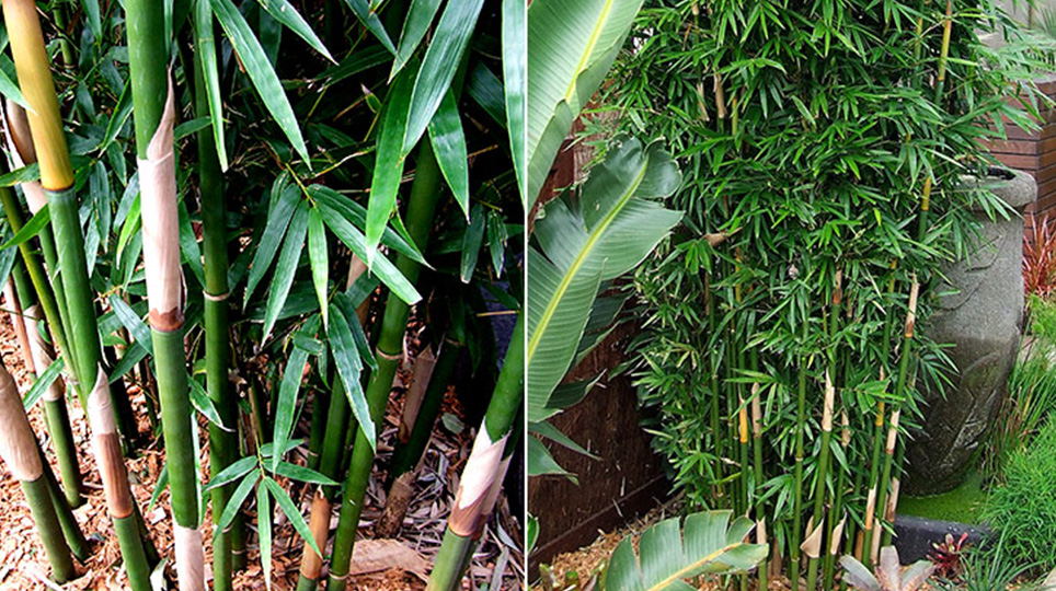 Slender Weavers Bamboo available at Bamboo South Coast Exotic Plant Nursery