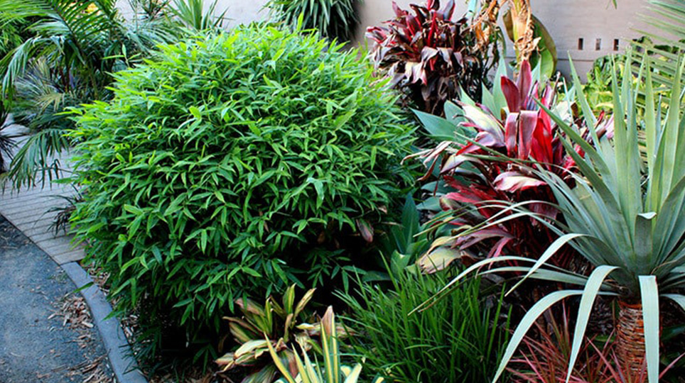 Chinese Dwarf Bamboo available at Bamboo South Coast Exotic Plant Nursery