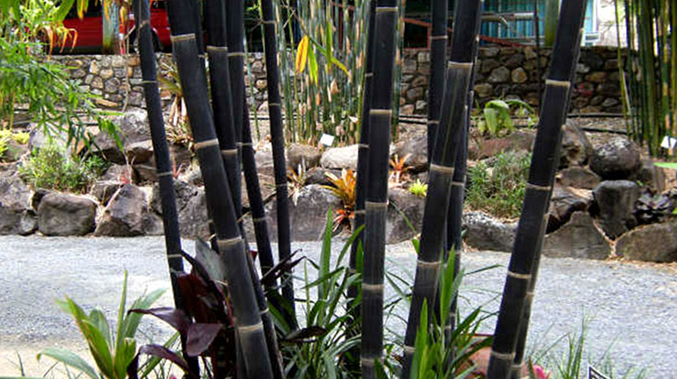 Java Black Bamboo available at Bamboo South Coast Exotic Plant Nursery