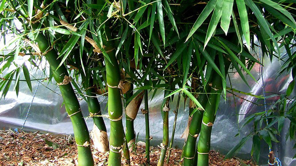 Giant Buddahs Belly Bamboo available at Bamboo South Coast Exotic Plant Nursery