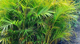 Golden Cane Palm available at Bamboo South Coast 300mm pot