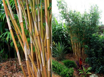 Alphonse Karr Bamboo available at Bamboo South Coast