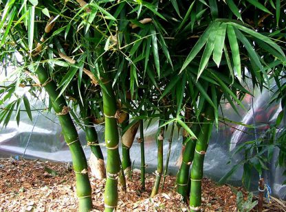 Giant Buddahs Belly Bamboo  available at Bamboo South Coast