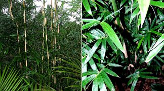Goldstripe Bamboo available at Bamboo South Coast