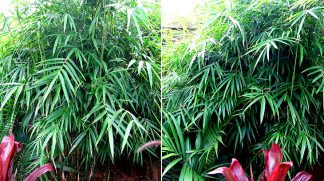 Khasia Bamboo available at Bamboo South Coast