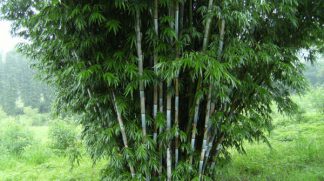Tropical Blue Bamboo available at Bamboo South Coast