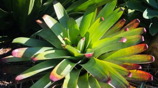 A.Heloisae Bromeliads available at Bamboo South Coast Exotic Plant Nurser