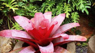 Alcanterea Hellfire Bromeliads available at Bamboo South Coast Exotic Plant Nursery