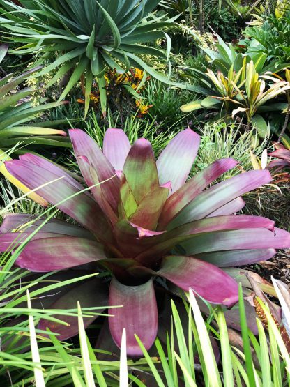 Alcanterea Devine Plum Bromeliads available at Bamboo South Coast Exotic Plant Nursery