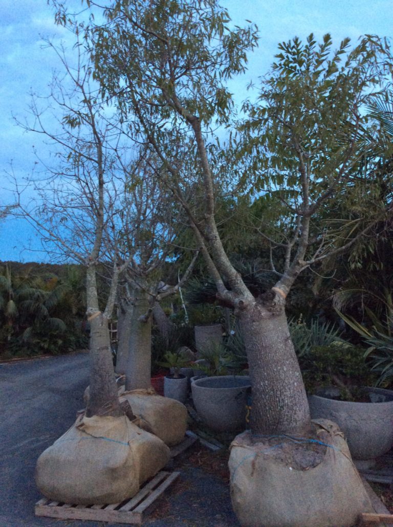 Qld Bottle Tree Bamboo South Coast