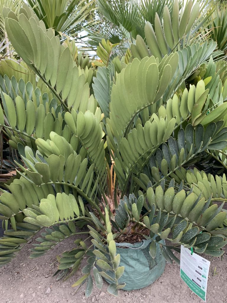 Cardboard Plant Varieties