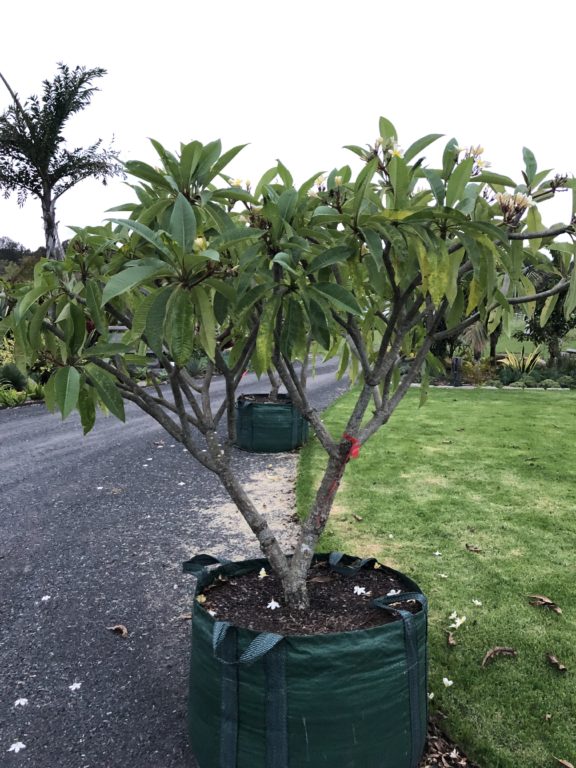 Frangipani Tree Bamboo South Coast