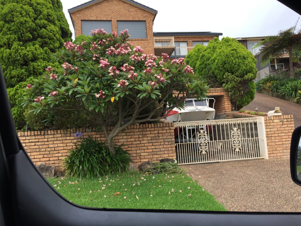 Frangipani Tree Bamboo South Coast