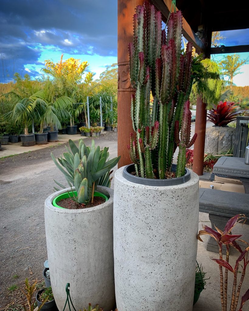 Smooth concrete pots with cacti