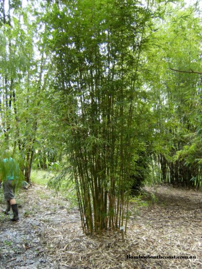 Bambusa Textilis Gracilis Slender weavers bamboo