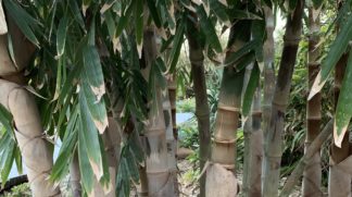 Thai Black Asper Bamboo