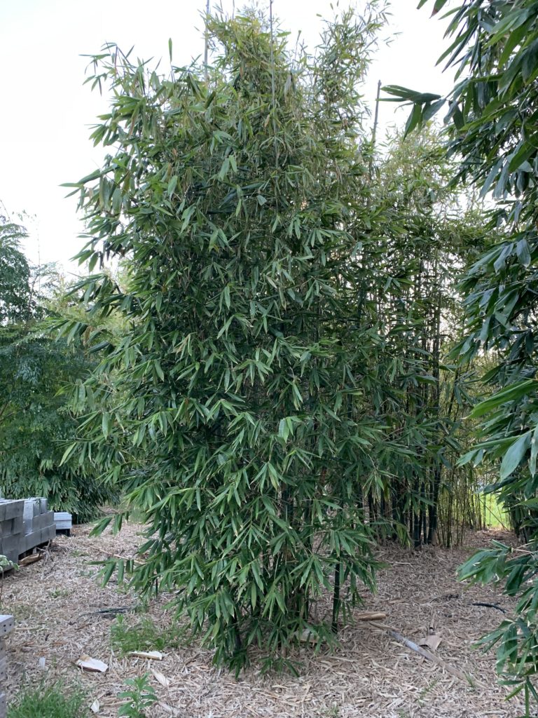 Giant Timber Bamboo Bamboo South Coast