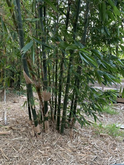 Bambusa Oldhamii
