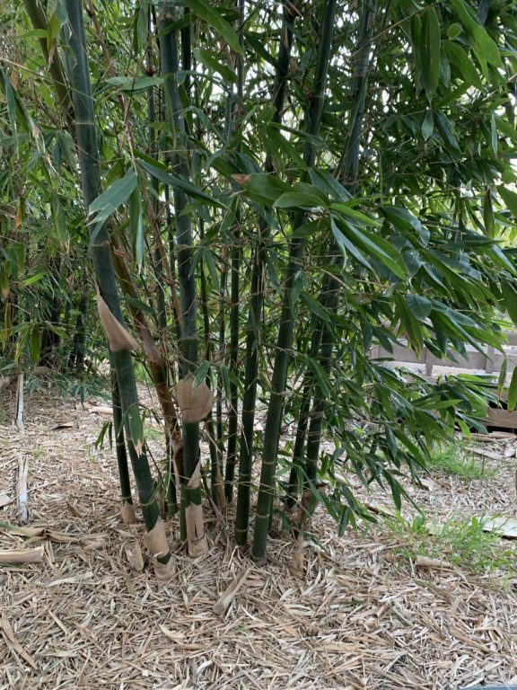 Giant Timber Bamboo Bamboo South Coast