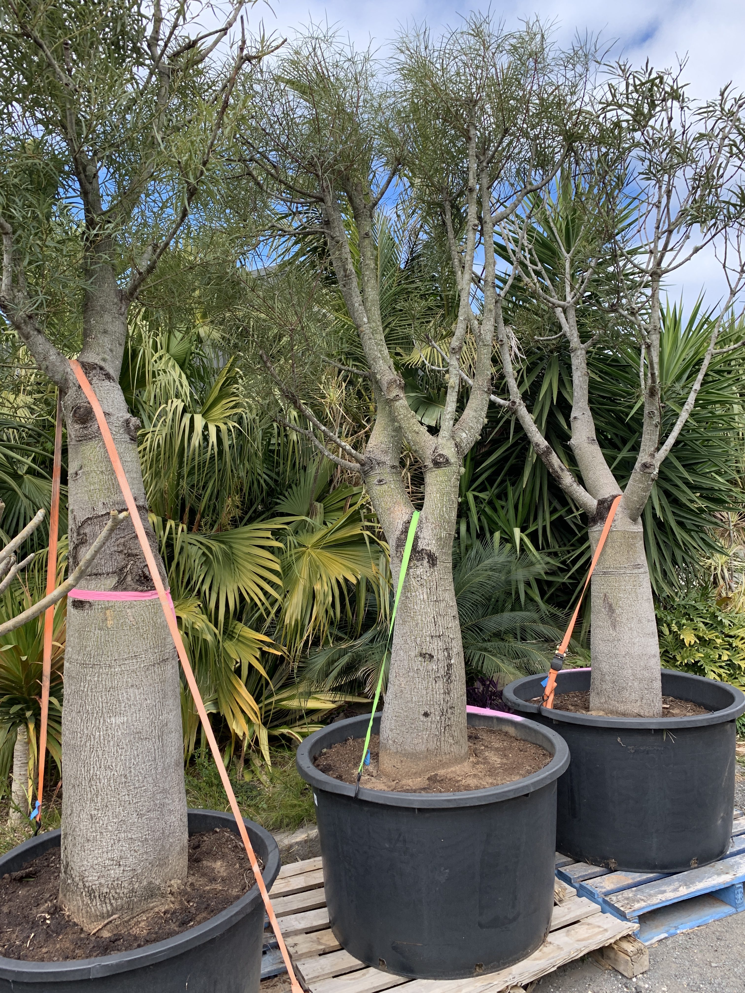 Queensland Bottle Tree