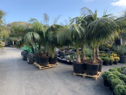110L kentia palms 9year old full sun