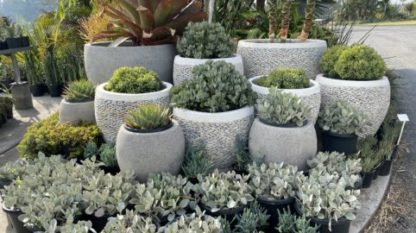White Pebble pot display