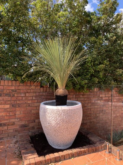 90cm pebble white pot featuring grass tree