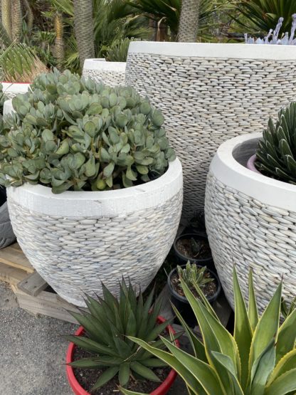 60cm pebble white pots with agave Victoria Reginae And Crassula Bluebird
