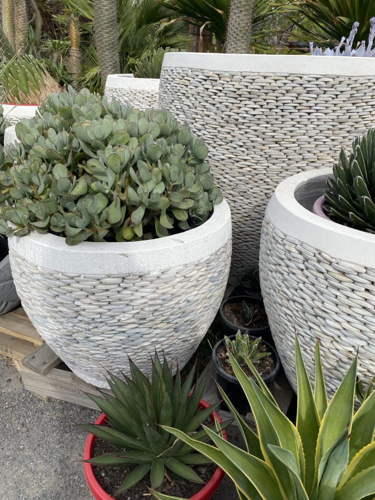 60cm pebble white pots with agave Victoria Reginae And Crassula Bluebird