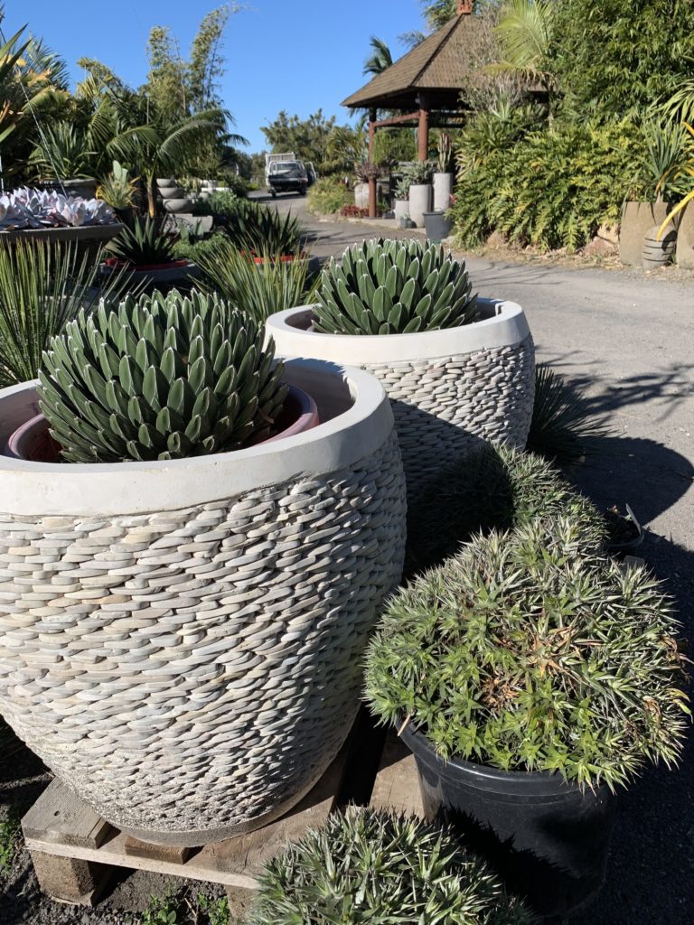 60cm pebble white pots with agave Victoria Reginae
