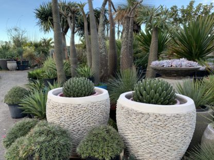60cm pebble white pots with agave Victoria Reginae
