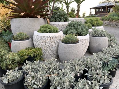 Mixture of white pebble and smooth concrete pots