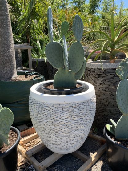 60cmx60cm white pebble pot with Opuntia spineless burbank cactus
