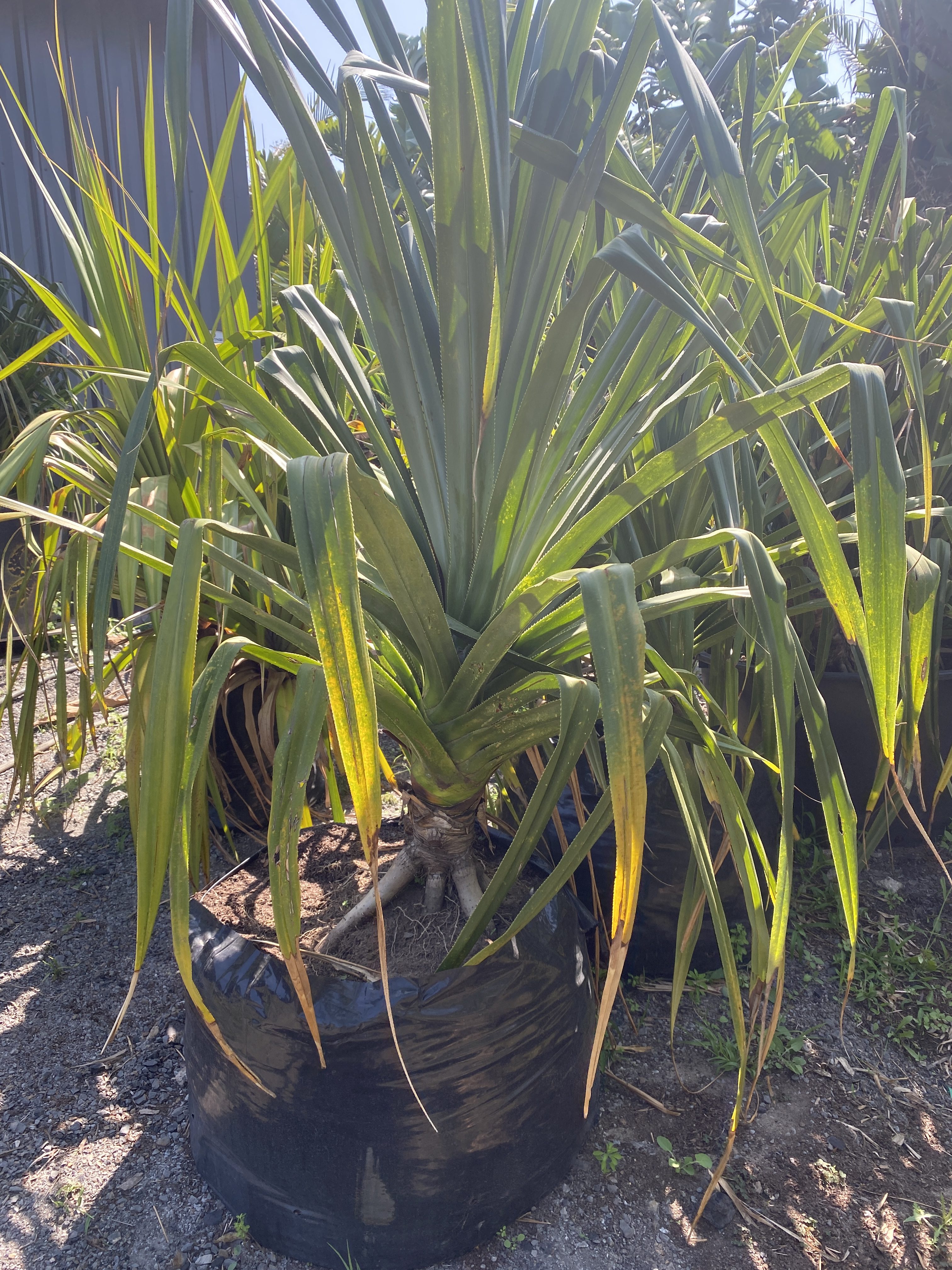 pandanus-screw-pine-bamboo-south-coast