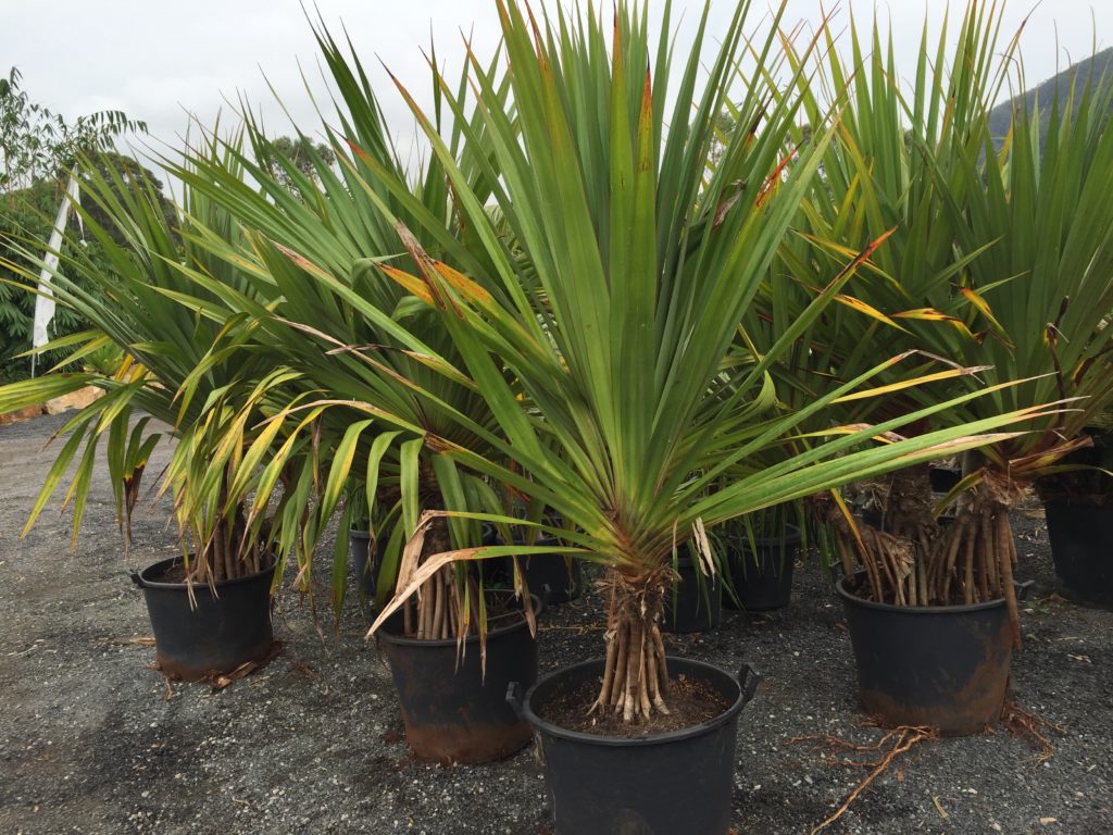 Pandanus Screw pine Bamboo South Coast