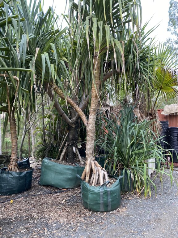 Pandanus Screw pine Bamboo South Coast