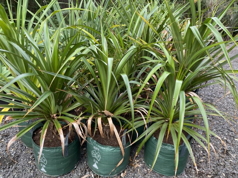 Pandanus Screw pine Bamboo South Coast