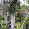 Tree Aloe Barberae 160L