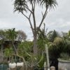 1000L Tree Aloe Barberae 7m tall