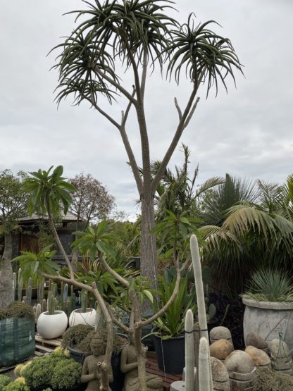 1000L Tree Aloe Barberae 7m tall