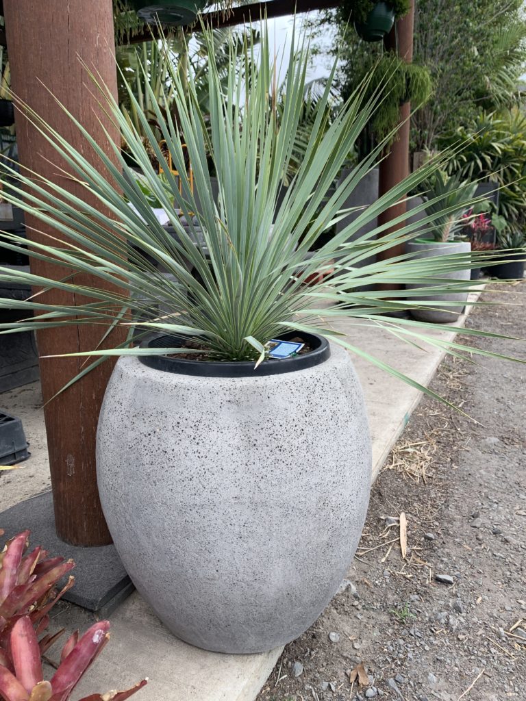 Yucca rostrata in small concrete pot