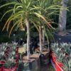 Tree Aloe Barberae 100L