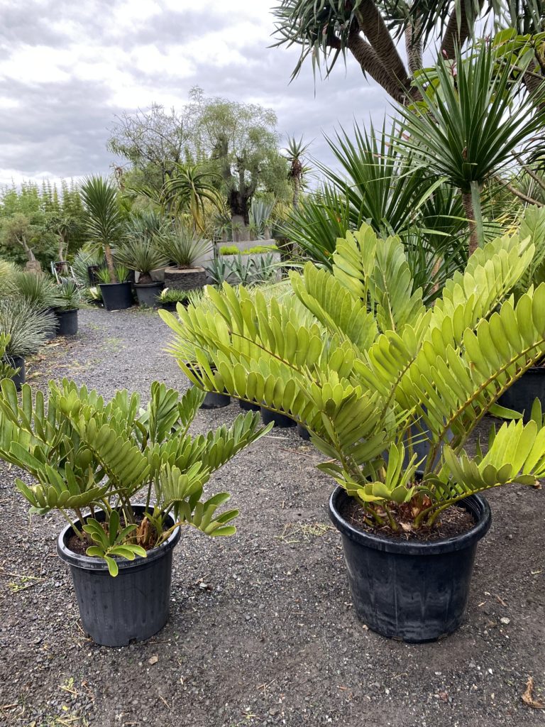Cardboard cycad 300mm (left) and 400mm (Right)